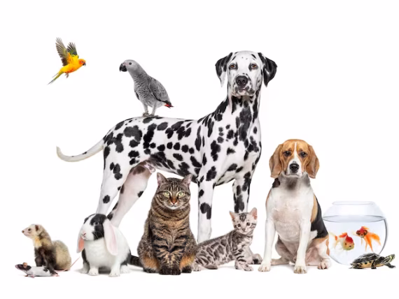 Huisdierenverzorging