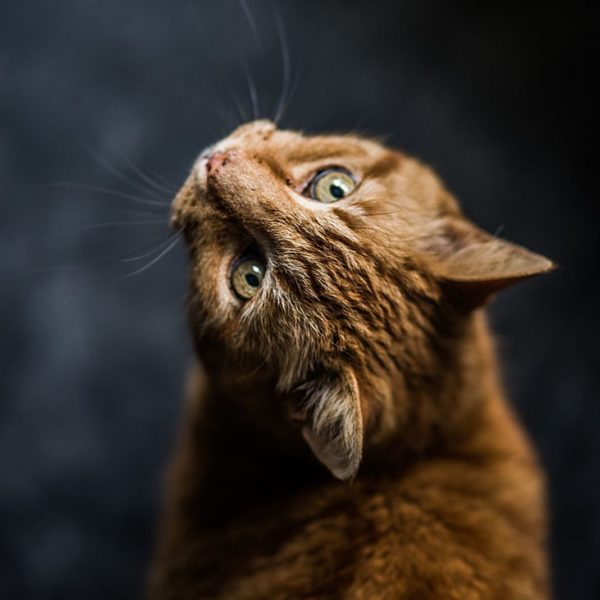 Huisdierenverzorging