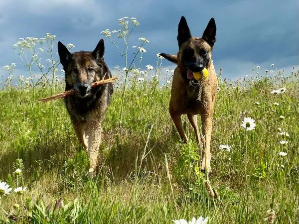 Hondenuitlaatservice 